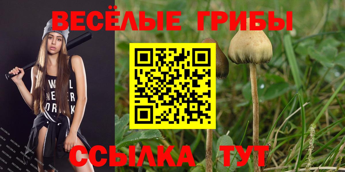 Псилоцибиновые грибы Psilocybine cubensis Среднеуральск